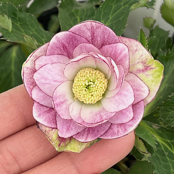 若泉ファームさんのクリスマスローズ：26-10ダブル/4.5号ポット【現品販売】