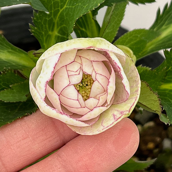 若泉ファームさんのクリスマスローズ：26-12ダブル/4.5号ポット【現品販売】