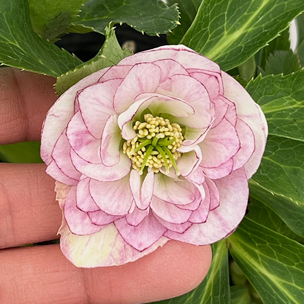 若泉ファームさんのクリスマスローズ：26-13ダブル/4.5号ポット【現品販売】