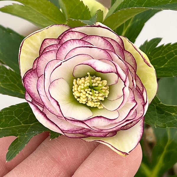 若泉ファームさんのクリスマスローズ：26-14ダブル/4.5号ポット【現品販売】