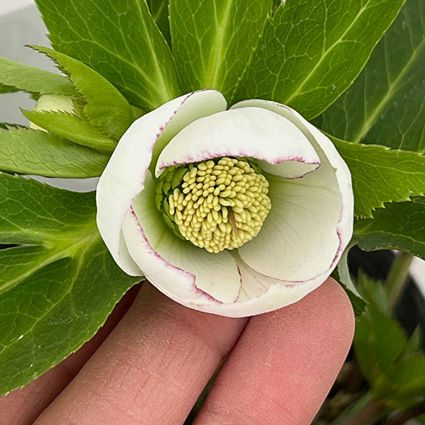 若泉ファームさんのクリスマスローズ：26-15シングル/4.5号ポット【現品販売】