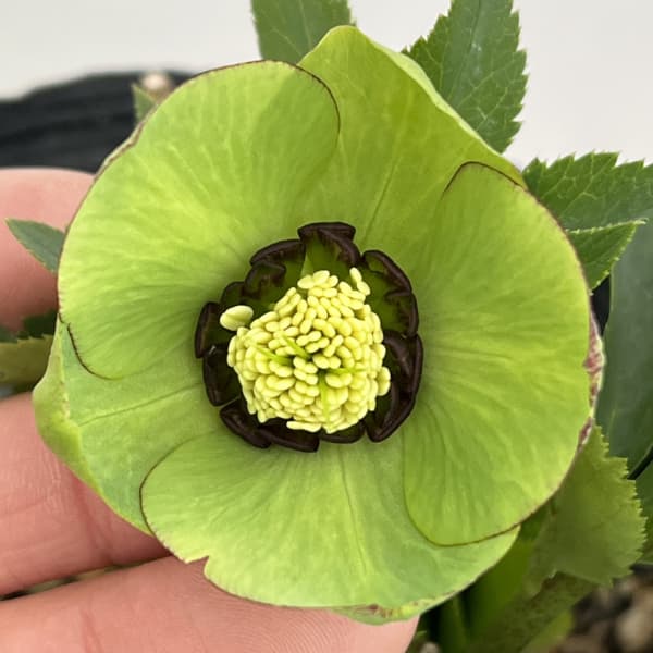 若泉ファームさんのクリスマスローズ：26-17シングル　翡翠/4.5号ポット【現品販売】／4.5号ポット【現品販売】