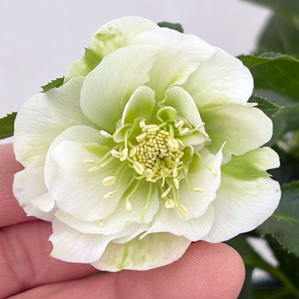 クリスマスローズ：ダブルエレン26-01／5号鉢【現品販売】