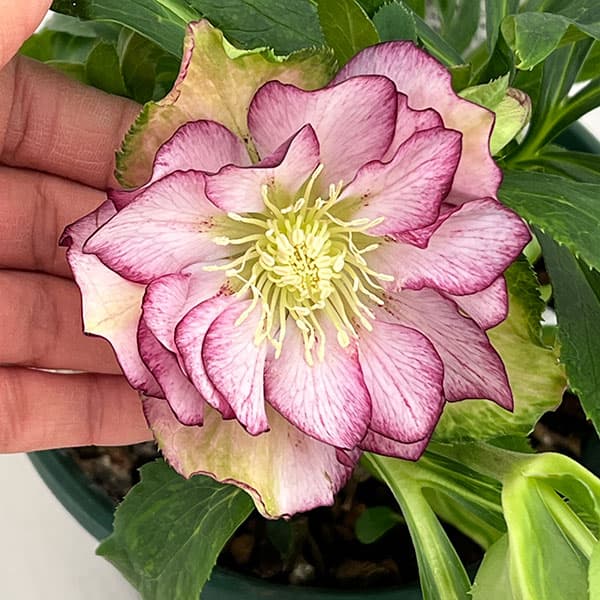 クリスマスローズ：ダブルエレン26-05／5号鉢【現品販売】