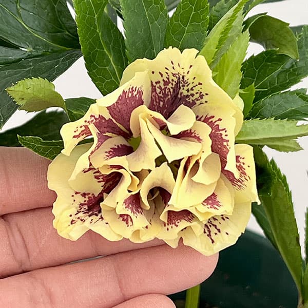 クリスマスローズ：ダブルエレン26-09／5号鉢【現品販売】