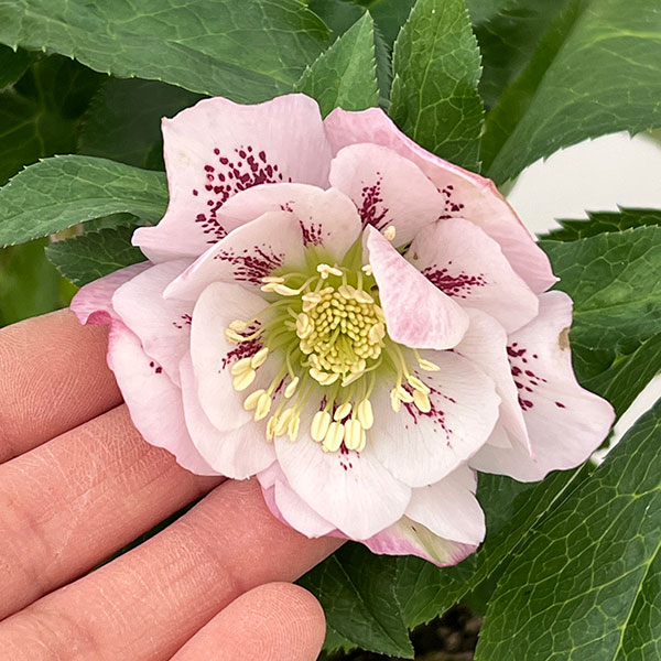 クリスマスローズ：ダブルエレン26-10／5号鉢【現品販売】