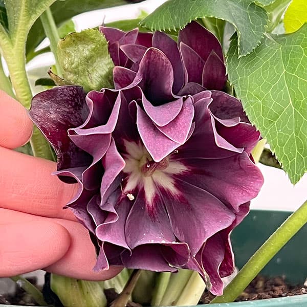 クリスマスローズ：ダブルエレン26-11／5号鉢【現品販売】