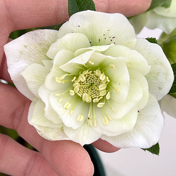 クリスマスローズ：ダブルエレン26-13／5号鉢【現品販売】