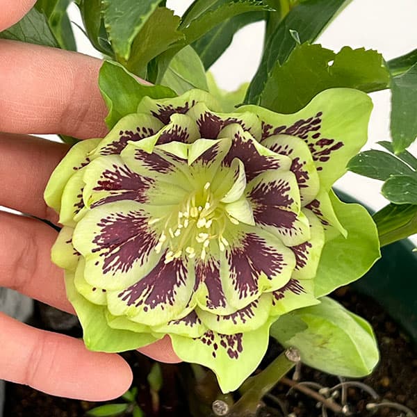 クリスマスローズ：ダブルエレン26-15／5号鉢【現品販売】