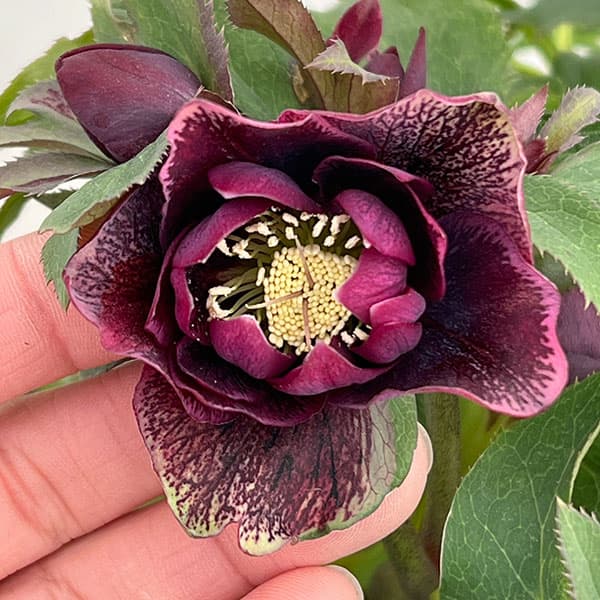 クリスマスローズ：ダブルエレン26-16／5号鉢【現品販売】