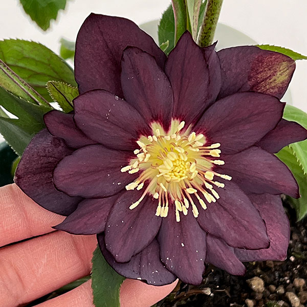 クリスマスローズ：ダブルエレン26-17／5号鉢【現品販売】