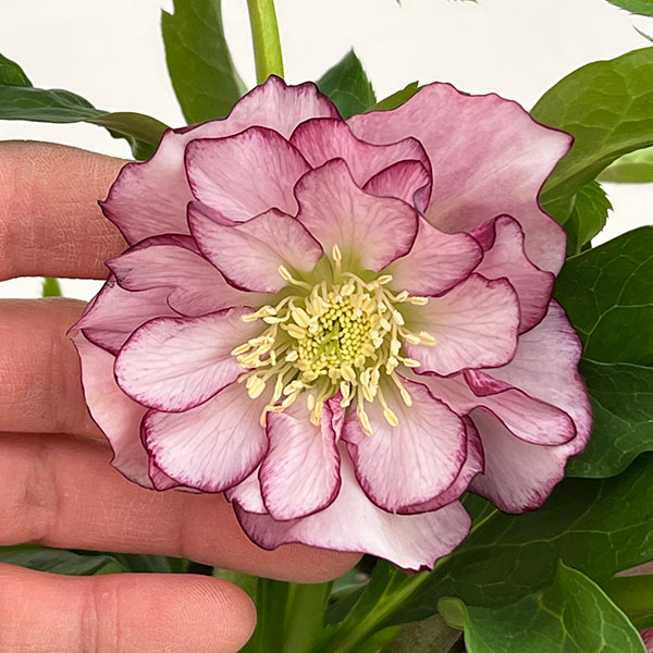 クリスマスローズ：ダブルエレン26-20／5号鉢【現品販売】