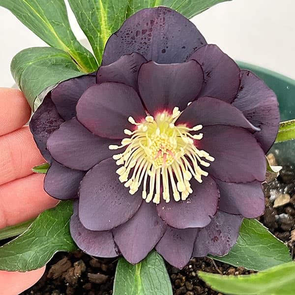 クリスマスローズ：ダブルエレン26-23／5号鉢【現品販売】