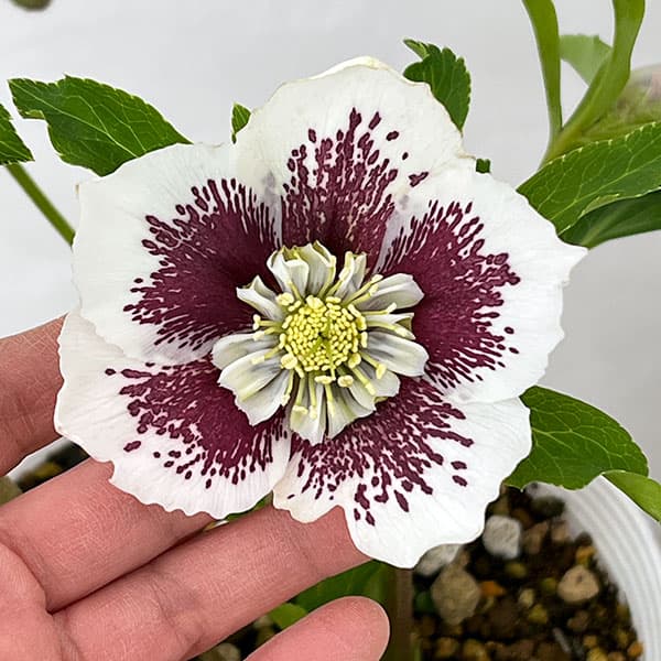 松村ナーセリーさんのクリスマスローズ：26-01シングル　ホワイトブロッチ／5号ポット【現品販売】