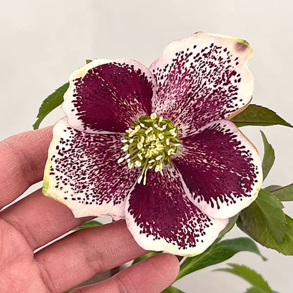 松村ナーセリーさんのクリスマスローズ：26-02シングル　ホワイトブロッチ／5号ポット【現品販売】