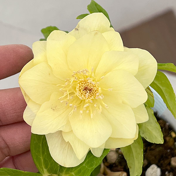 松村ナーセリーさんのクリスマスローズ：26-03ダブル　ゴールド系／4号ロングポット【現品販売】