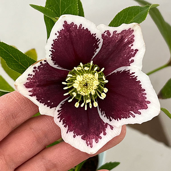 松村ナーセリーさんのクリスマスローズ：26-04シングル　ホワイトブロッチ／4号ロングポット【現品販売】