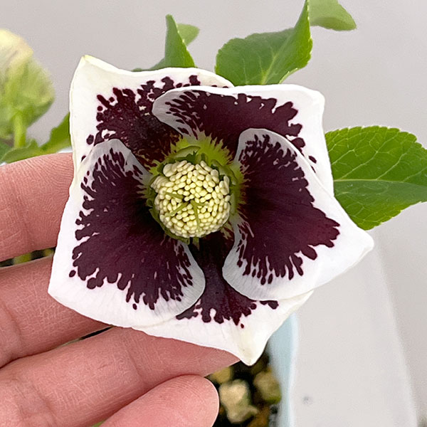 松村ナーセリーさんのクリスマスローズ：26-05シングル　ホワイトブロッチ／4号ロングポット【現品販売】