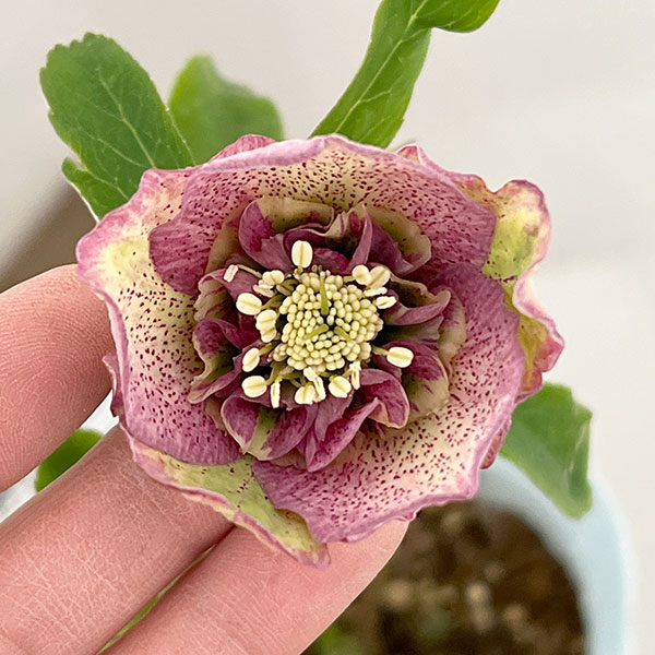 松村ナーセリーさんのクリスマスローズ：26-06セミダブル／4号ロングポット【現品販売】