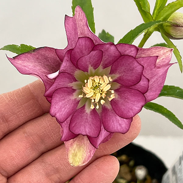 松村ナーセリーさんのクリスマスローズ：26-08ダブル　ハッピーカラーズ／4.5号ロングポット【現品販売】