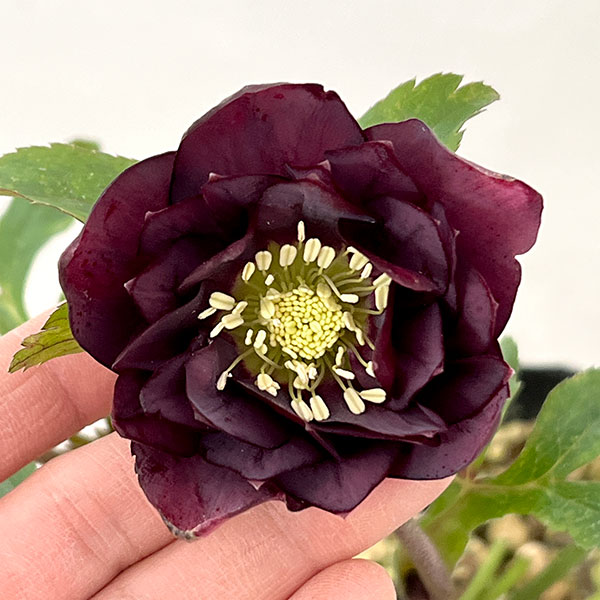 松村ナーセリーさんのクリスマスローズ：26-09ダブル　レッド／4.5号ロングポット【現品販売】