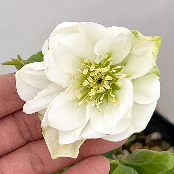 松村ナーセリーさんのクリスマスローズ：26-10ダブル　ホワイト／4.5号ロングポット【現品販売】