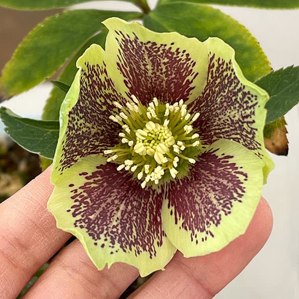 松村ナーセリーさんのクリスマスローズ：26-13シングル　グリーンブロッチ／4.5号ロングポット【現品販売】