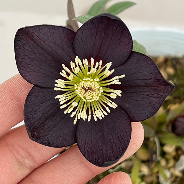 松村ナーセリーさんのクリスマスローズ：26-14シングル　ブラック／4号ロングポット【現品販売】