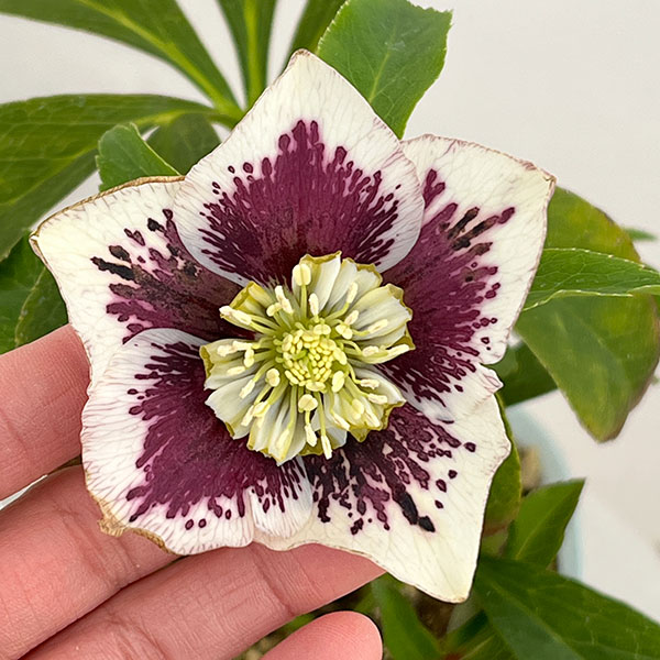 松村ナーセリーさんのクリスマスローズ：26-21セミダブル　ホワイトブロッチ／4号ロングポット【現品販売】