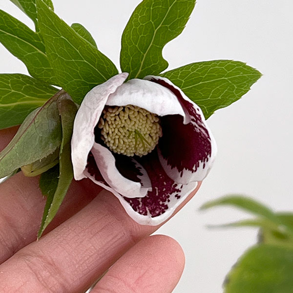 松村ナーセリーさんのクリスマスローズ：26-22シングル　ホワイトブロッチ／4号ロングポット【現品販売】