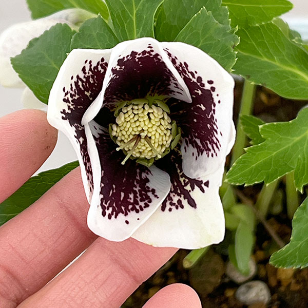 松村ナーセリーさんのクリスマスローズ：26-23シングル　ホワイトブロッチ／4号ロングポット【現品販売】