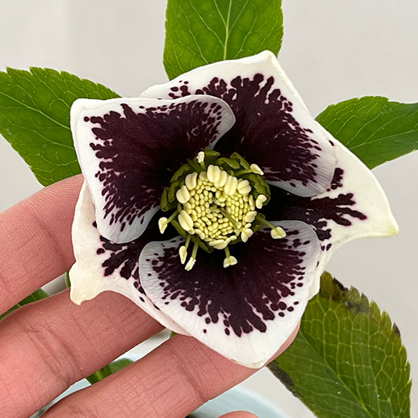 松村ナーセリーさんのクリスマスローズ：26-24シングル　ホワイトブロッチ／4号ロングポット【現品販売】