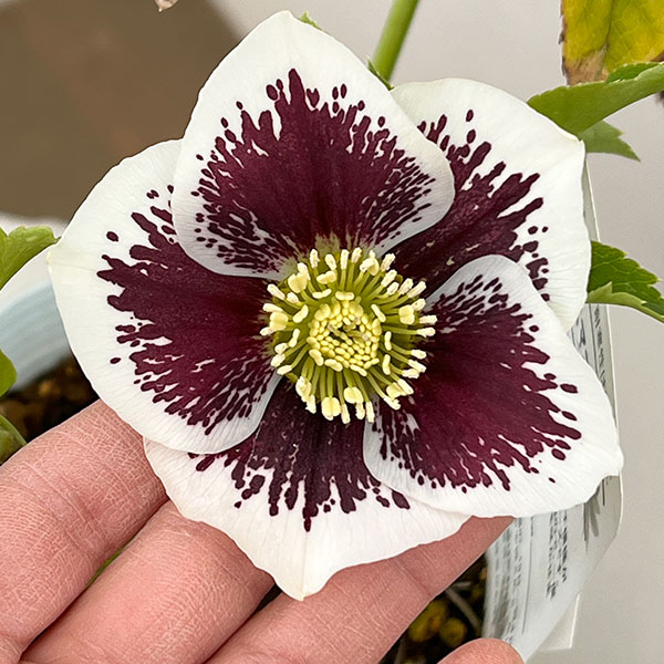 松村ナーセリーさんのクリスマスローズ：26-26シングル　ホワイトブロッチ／4号ロングポット【現品販売】