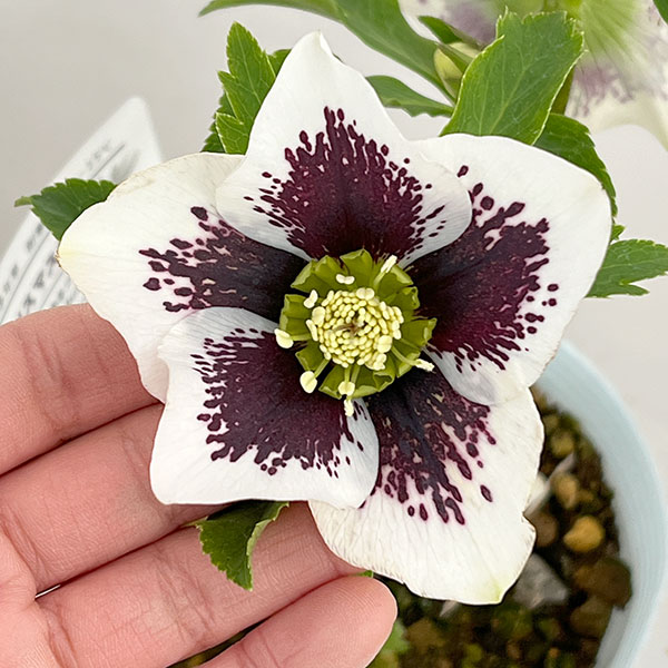 松村ナーセリーさんのクリスマスローズ：26-29シングル　ホワイトブロッチ／4号ロングポット【現品販売】