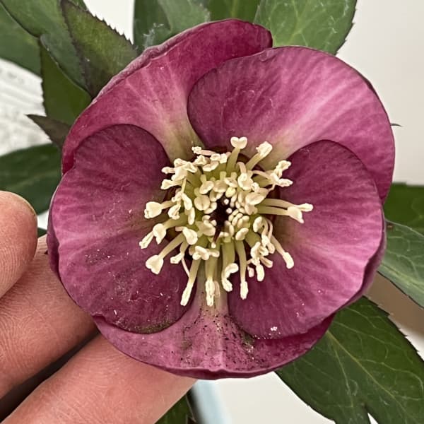 松村ナーセリーさんのクリスマスローズ：26-33シングル　ブロッサム／4号ロングポット【現品販売】