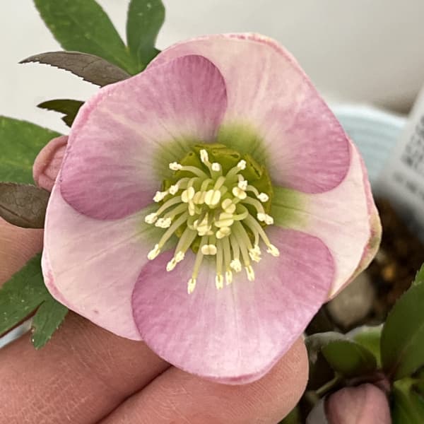 松村ナーセリーさんのクリスマスローズ：26-34シングル　ブロッサム／4号ロングポット【現品販売】