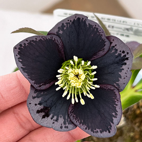 松村ナーセリーさんのクリスマスローズ：26-37シングル　グレイブロッチ／4号ロングポット【現品販売】