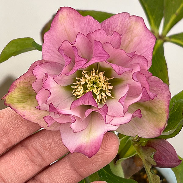 松村ナーセリーさんのクリスマスローズ：26-38ダブル　フルーツドロップス／4号ロングポット【現品販売】