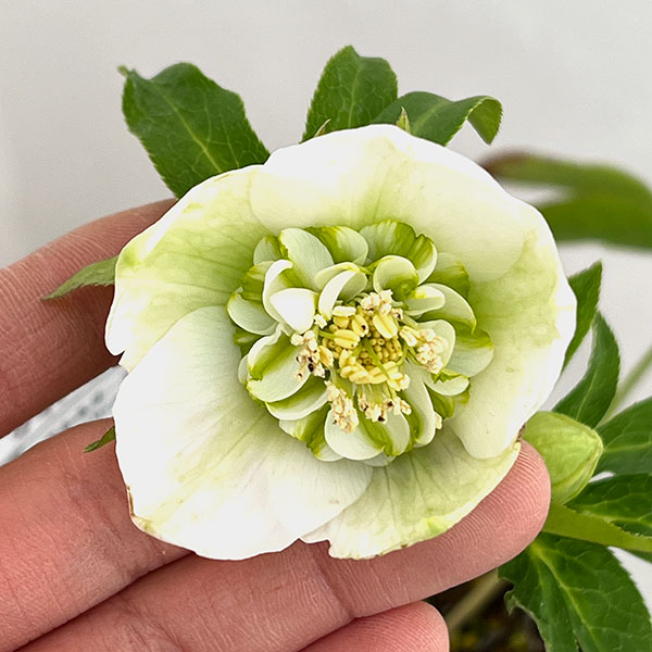 松村ナーセリーさんのクリスマスローズ：26-39のち紅　セミダブル／4号ロングポット【現品販売】