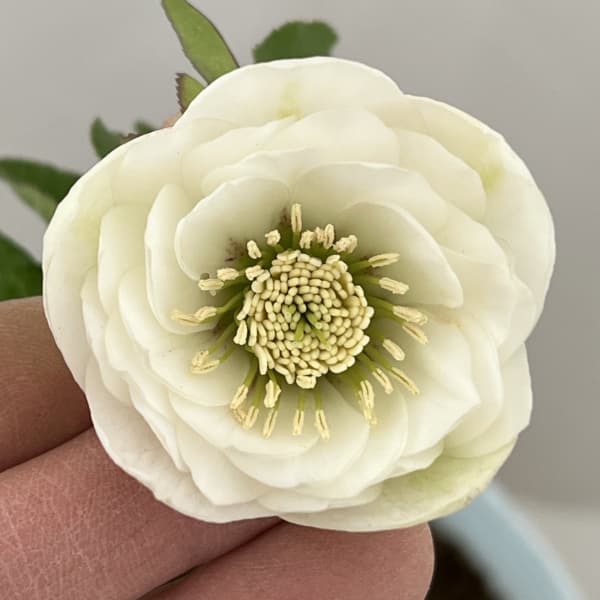 松村ナーセリーさんのクリスマスローズ：26-40ミニダブル／4号ロングポット【現品販売】