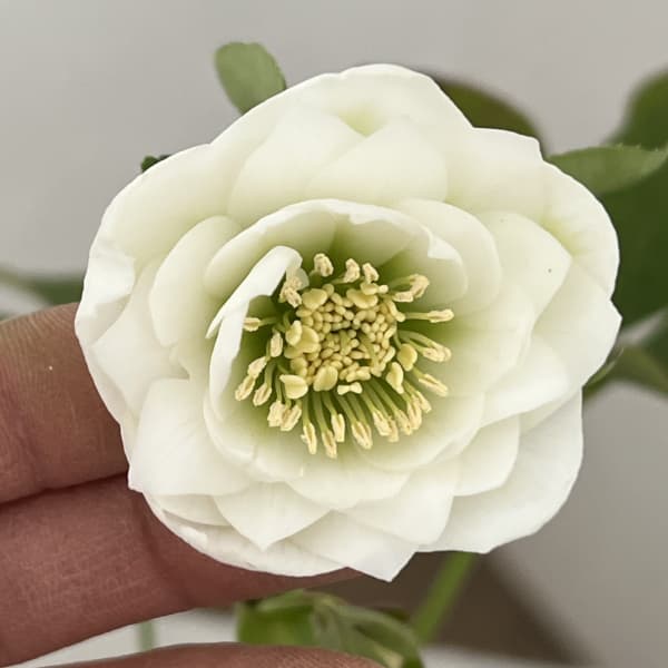 松村ナーセリーさんのクリスマスローズ：26-44ミニダブル／4号ロングポット【現品販売】