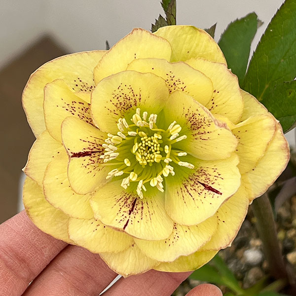 松村ナーセリーさんのクリスマスローズ：26-46ダブル　イエロー／5号ポット【現品販売】