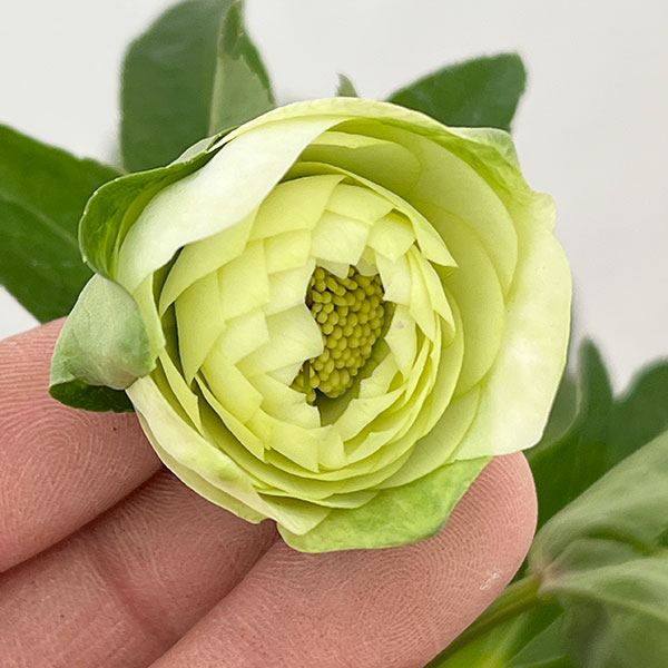 松村ナーセリーさんのクリスマスローズ：26-48ダブル（多弁系）　ホワイト／4号ロングポット【現品販売】