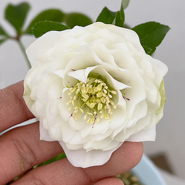 松村ナーセリーさんのクリスマスローズ：26-49ダブル　ホワイト／4号ロングポット【現品販売】