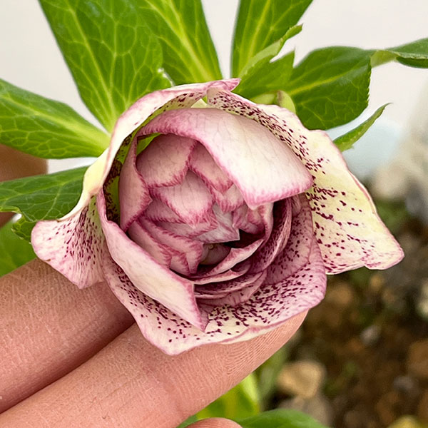 松村ナーセリーさんのクリスマスローズ：26-53ダブルラブリーピンク　ブロッチ／4号ロングポット【現品販売】