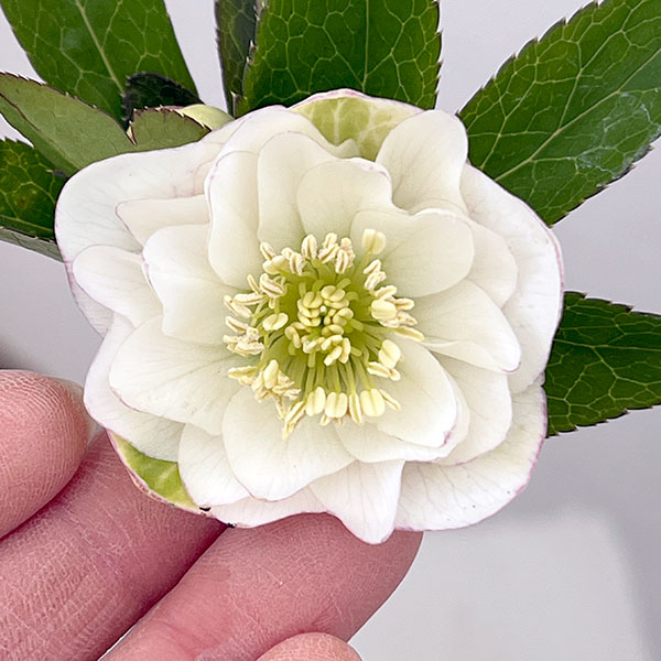 松村ナーセリーさんのクリスマスローズ：26-58ダブル　フルーツドロップス／4号ロングポット【現品販売】