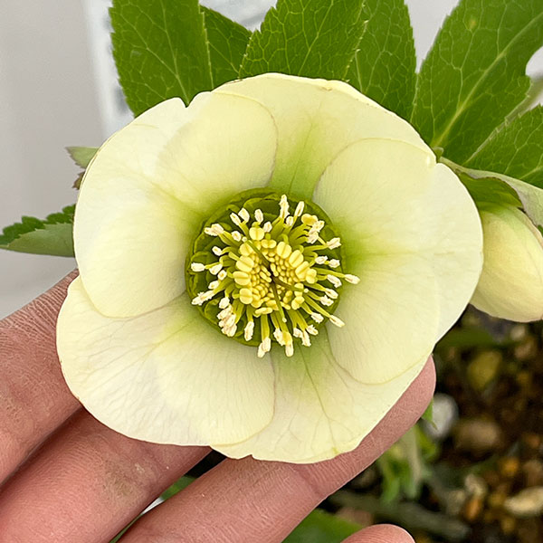 松村ナーセリーさんのクリスマスローズ：26-60シングル　ホワイト／4号ロングポット【現品販売】