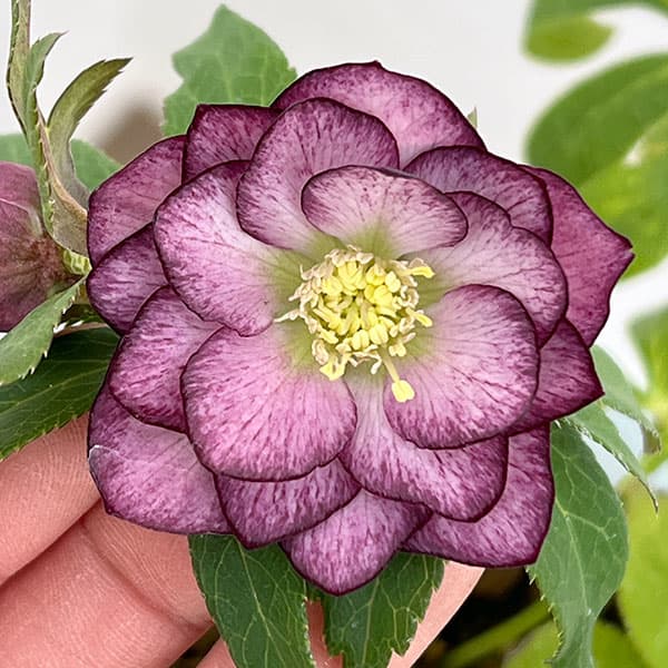 松村ナーセリーさんのクリスマスローズ：26-63ミニダブル／4号ロングポット【現品販売】