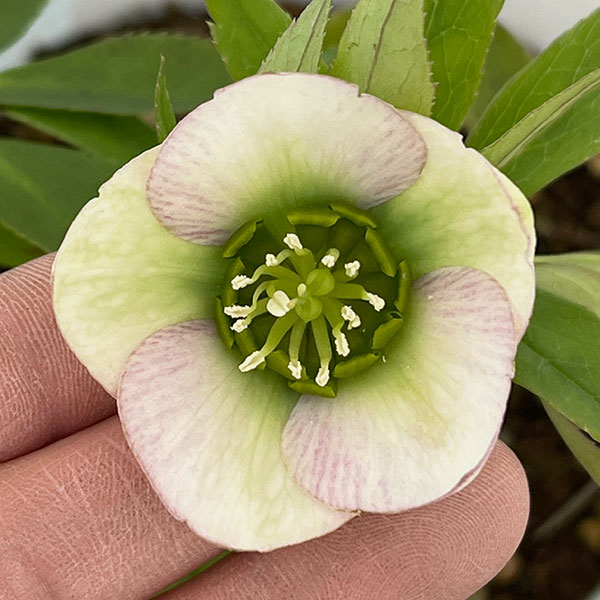 松村ナーセリーさんのクリスマスローズ：26-64シングル／4号ロングポット【現品販売】