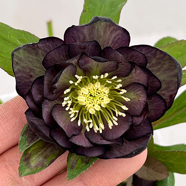 松村ナーセリーさんのクリスマスローズ：26-67ダブル／4号ポット【現品販売】